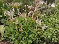 IMG_20240626_194347.webp
