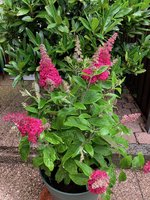 Buddleja 'Prince Charming' pink*B*_02.jpg