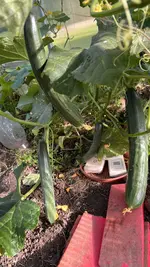 IMG_0534.jpeg