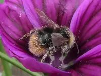 2024Malve+H.webp