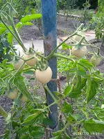 IMG_20240703_190304.webp
