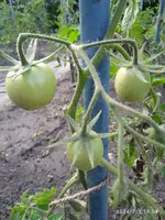 IMG_20240703_190446_1.webp