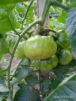 IMG_20240703_190755_1.webp