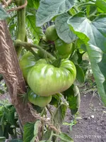 IMG_20240703_190824.webp