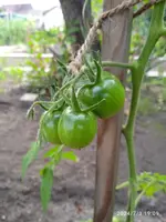 IMG_20240703_190933.webp
