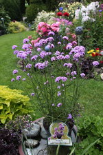 Verbena bonariensis   0124.JPG