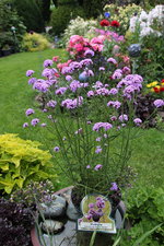 Verbena bonariensis   0224.JPG