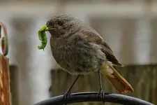 Rotschwänzchen-00002.webp