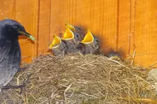 Rotschwänzchen-00004.webp