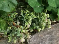2024BeetHodo.webp
