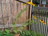 2024BeetRud.webp