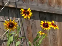 2024Rudbeckia1.webp