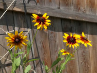 2024Rudbeckia1.jpg
