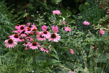 Echinacea0217.JPG