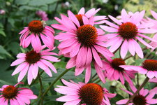 Echinacea0317.JPG