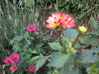 Dalien.webp