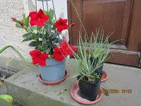 Diplandenia und Bulbine.webp