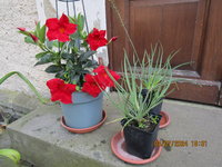 Diplandenia und Bulbine.JPG