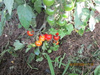 Tomate klein.JPG