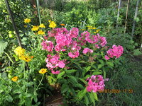 Phlox.JPG