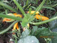 Zuchinies.webp