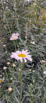 20240704_185204.webp