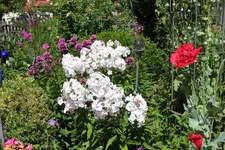 Juli          0124.webp