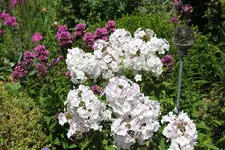 Juli          0224.webp