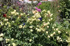 Juli          0624.webp