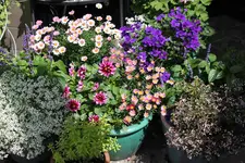 Juli          0924.webp