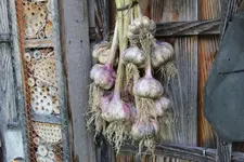 Knoblauchernte 0124.webp