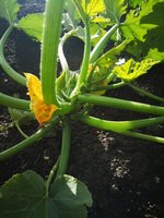 IMG_20240705_094742.jpg