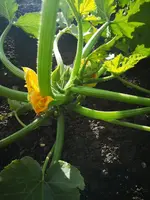 IMG_20240705_094742.webp