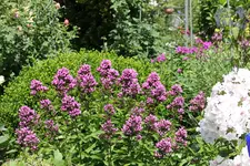 Phlox          0224.webp