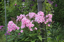 Phlox          0324.JPG