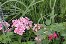 Phlox          0424.JPG