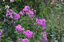 Phlox          0624.JPG