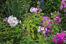 Phlox          0724.JPG