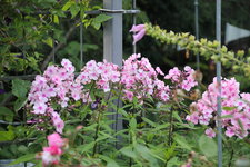 Phlox          0824.JPG