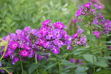 Phlox          0924.JPG