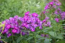 Phlox          0924.webp