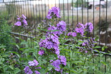 Phlox          1024.JPG