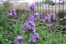 Phlox          1024.webp