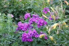 Phlox          1224.JPG