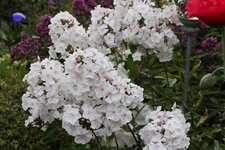 Phlox          1424.JPG