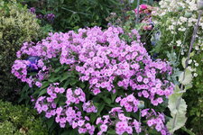 Phlox          1524.JPG