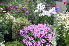 Phlox          1624.JPG