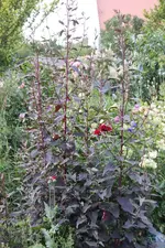 Juli          1224.webp