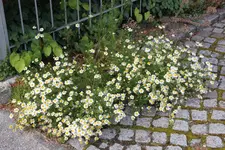 Juli          2124.webp