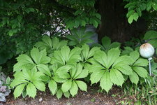 Rodgersia0119.JPG